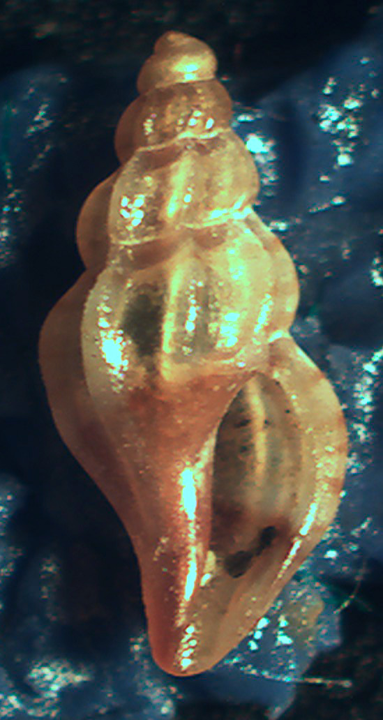 Mangelia da identificare